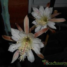 A photo of Cereus spegazzinii