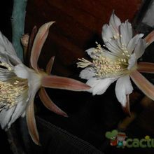 A photo of Cereus spegazzinii