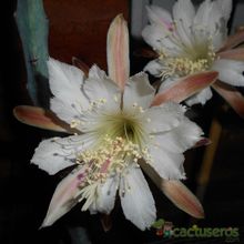 A photo of Cereus spegazzinii