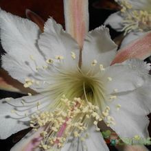 A photo of Cereus spegazzinii