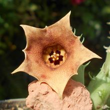 Una foto de Huernia rosea  