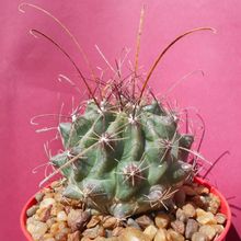 A photo of Ferocactus hamatacanthus ssp. sinuatus