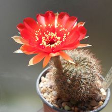 Una foto de Echinopsis arachnacantha subsp. densiseta