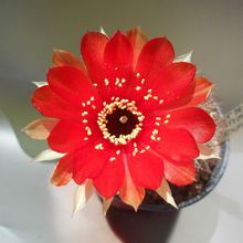 Una foto de Echinopsis arachnacantha subsp. densiseta