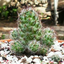 A photo of Mammillaria mazatlanensis