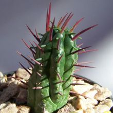 A photo of Euphorbia enopla