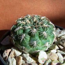 Una foto de Gymnocalycium calochlorum