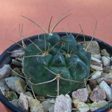 Una foto de Gymnocalycium eurypleurum