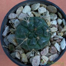 Una foto de Gymnocalycium eurypleurum