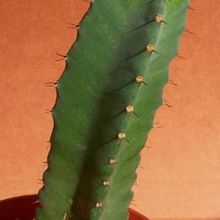 Una foto de Euphorbia resinifera