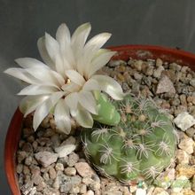 Una foto de Gymnocalycium calochlorum