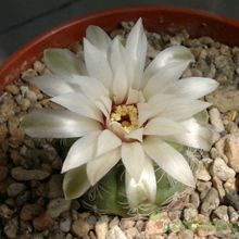Una foto de Gymnocalycium calochlorum