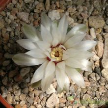 Una foto de Gymnocalycium calochlorum