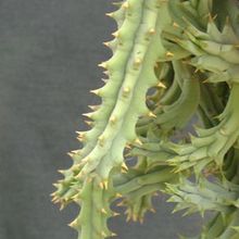 A photo of Huernia hystrix