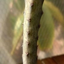 A photo of Cereus spegazzinii