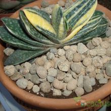 A photo of Gasteria gracilis f. variegata