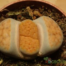 A photo of Lithops karasmontana ssp. karasmontana