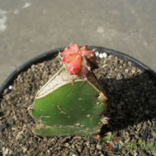 A photo of Gymnocalycium mihanovichii cv. hibotan