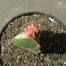 A photo of Gymnocalycium mihanovichii cv. hibotan
