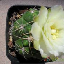 Una foto de Gymnocalycium ritterianum