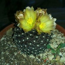Una foto de Copiapoa humilis subsp. tenuissima