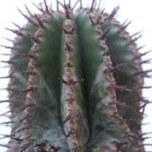 A photo of Euphorbia horrida