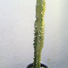 Una foto de Euphorbia ingens fma. variegada
