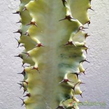 A photo of Euphorbia ingens fma. variegada
