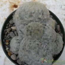 A photo of Mammillaria plumosa