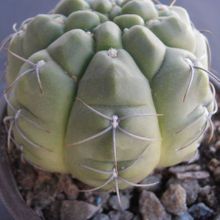 Una foto de Gymnocalycium ritterianum