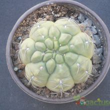 Una foto de Gymnocalycium ritterianum
