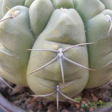 Una foto de Gymnocalycium ritterianum