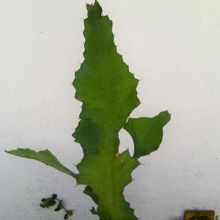 A photo of Euphorbia bougheyi