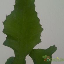 A photo of Euphorbia bougheyi