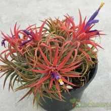 A photo of Tillandsia ionantha