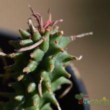 Una foto de Euphorbia Twinkle Twirl (HIBRIDO)