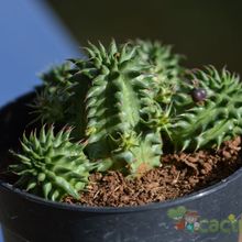 A photo of Euphorbia susannae