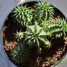 A photo of Euphorbia susannae