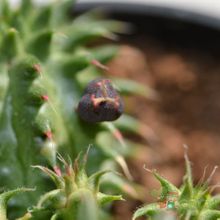 A photo of Euphorbia susannae