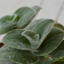 Una foto de Tradescantia sillamontana