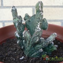 Una foto de Cereus spegazzinii fma. crestada