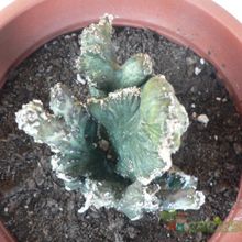 Una foto de Cereus spegazzinii fma. crestada