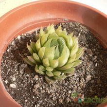 A photo of Haworthia cooperi