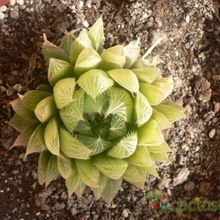 A photo of Haworthia cooperi