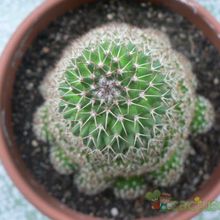 A photo of Mammillaria knippeliana