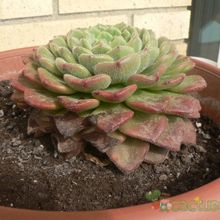 A photo of Echeveria cv. Fantasia Carol (Echeveria setosa x E. sp.)