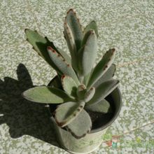 A photo of Kalanchoe tomentosa