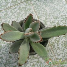 A photo of Kalanchoe tomentosa