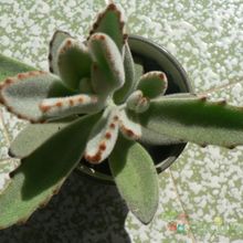 A photo of Kalanchoe tomentosa