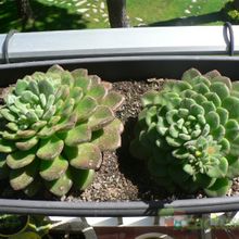 A photo of Echeveria cv. Fantasia Carol (Echeveria setosa x E. sp.)